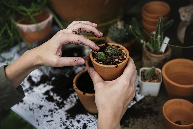 How to: planten verzorgen voor beginners