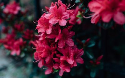De venijnige Rhododendron