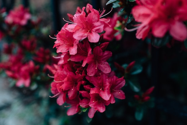 De venijnige Rhododendron
